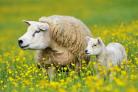 牧羊农民帮助维持可能是地球上最稳定和最有弹性的植物栖息地——草地