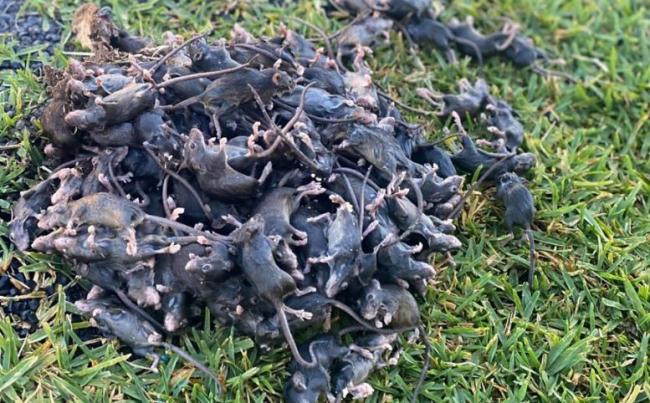 新南威尔士州政府从澳大利亚农药和兽医机构寻求“紧急批准”，为农民使用目前非法的毒药，称为溴二莫龙控制小鼠的物业（照片：BBC新闻）