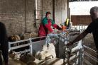 Graeme Mather只选择ewe羊羔超过34kg作为更换，足以在11月ref：RH28817751
