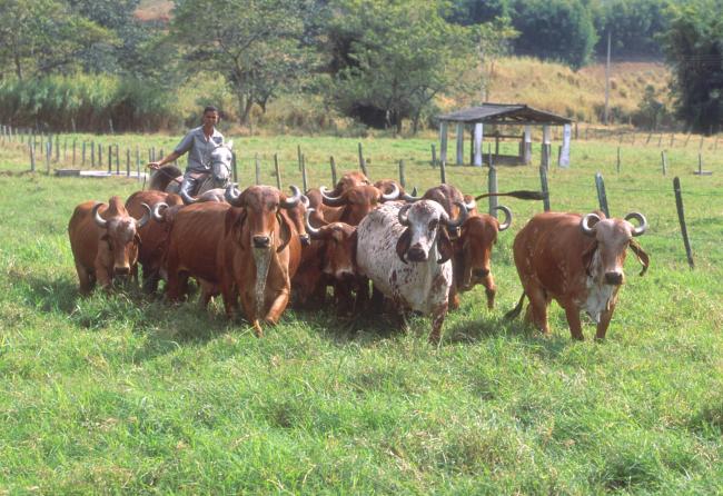 由于对雨林的砍伐，巴西的牛肉行业与国际投资者发生了冲突，但有一个危险是，所有的牛肉企业都将受到同样的待遇