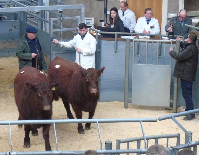 总冠军组合，来自布莱克豪斯的Luing公牛小母牛，由裁判安德鲁·马尚挑选