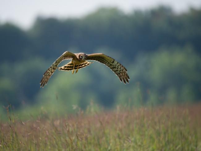 英国皇家鸟类保护协会(RSPB)的呼吁引起了人们对其时机的怀疑(Pic: Skeeze/Pixabay)