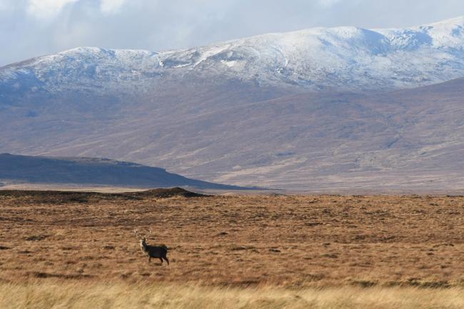 苏格兰高地的鹿