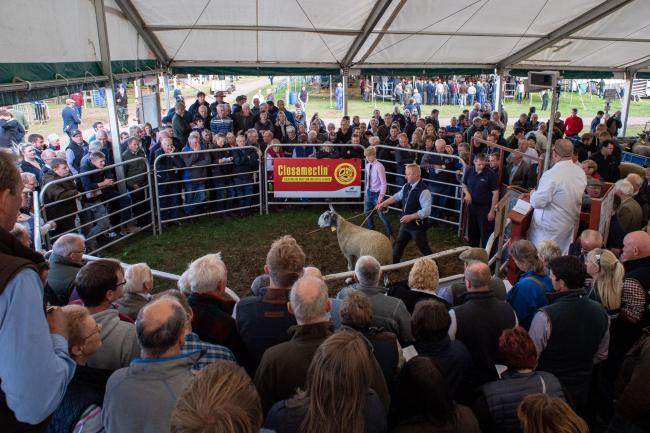 凯尔索公羊销售的损失将对农业社区造成沉重打击Ref:RH130919137 Rob Haining / The Scottish Farmer
