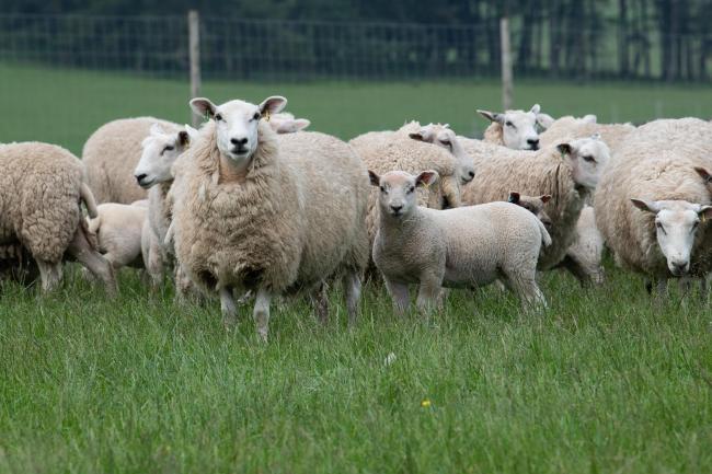 绵羊农民预计将受到影响最大的影响
