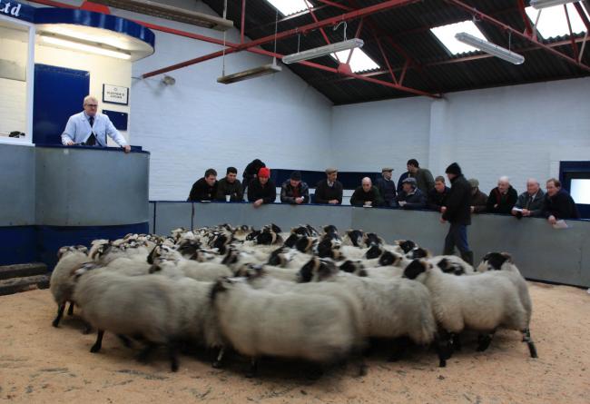 北方爱尔兰买家在苏格兰羊销售时常是常客