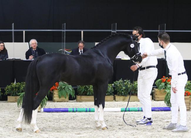 上周六，在埃尔梅洛举行的国家马展上，这只三岁的荷兰威尔士骑马小马哈尔斯特·月光(Hulst Moonlight)站在陪审团面前接受检查，这只小马有42%的威尔士血统