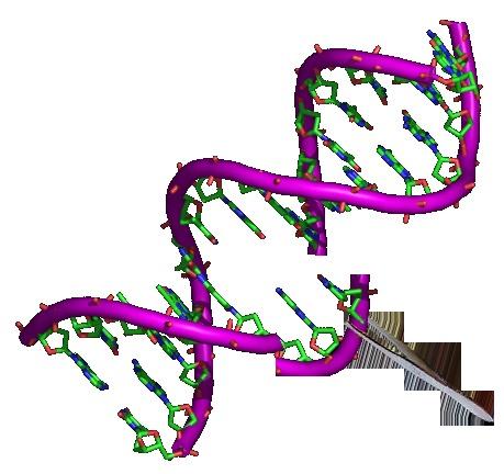 基因编辑在每个生物体的DNA中起作用——它不会吸收其他物种的基因