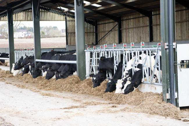 乳制品生产商正在享受对他们的牛和牛奶的需求增加