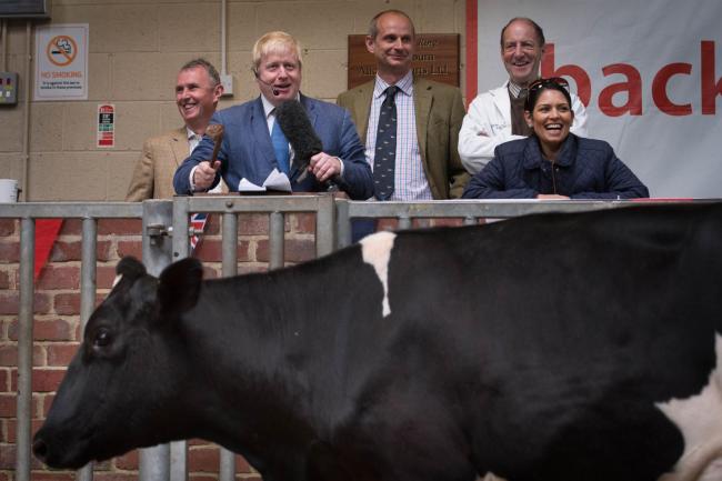 鲍里斯·约翰逊在兰开夏郡克里西罗的一场拍卖会上拍卖一头奶牛，当时他正在游说农民支持英国脱欧(图:斯特凡·卢梭/PA Wire)