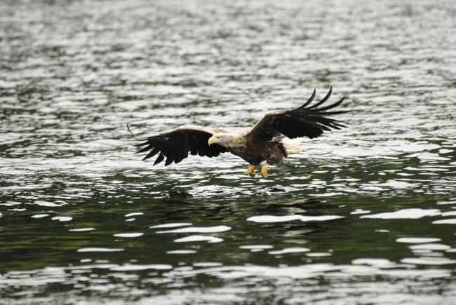 今年3月初，人们在罗蒙湖国家自然保护区首次发现了一对白尾鹰，这是100多年来首次出现在该地区(Pic: Lorne Gill/Nature rescot)。