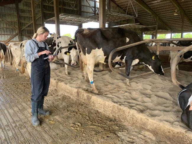 现在，COWALERT将用于监测美国1.1万头奶牛