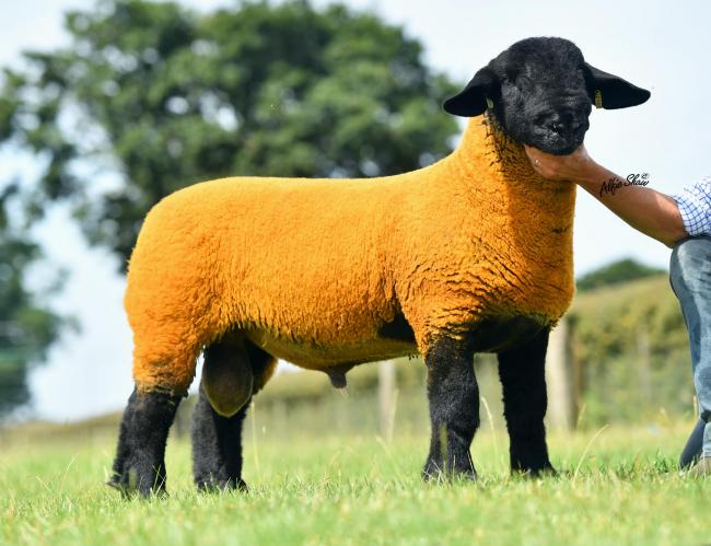 萨洛普羊柱羊羔支付了新的纪录价为200,000亿兆
