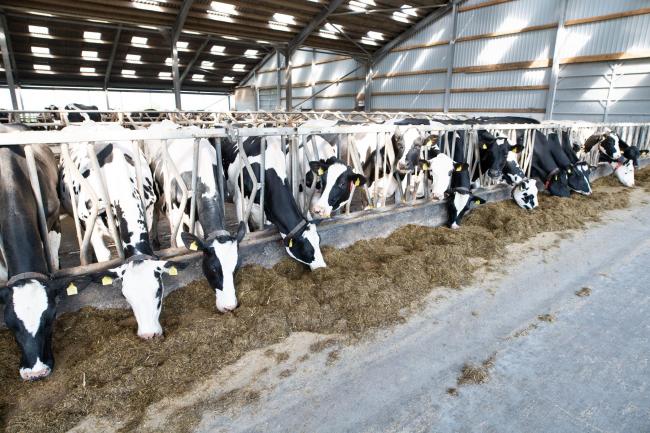 少女，小牛和新鲜的小母牛来自一些最好的牛家庭将通过邮箱拍卖系统ref：RH210721018 Rob Haining /苏格兰农民......