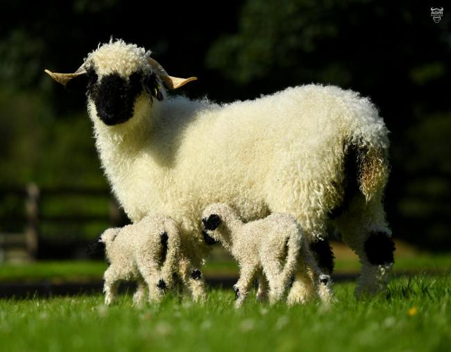 6600GNS的销售领导者为这位母羊伴随着她的双胞胎母羊羔羊