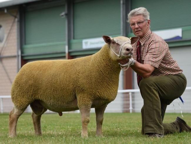 查尔斯和斯蒂芬·马伍德的弗里斯羊卖了1600英镑