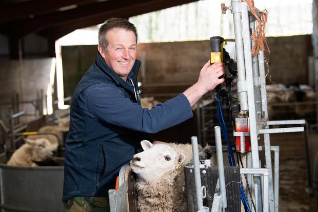 羊羔今年看起来很好，希望很多人能够直接杀死他们的母亲参考：RH16032129 Rob Haining /苏格兰农民
