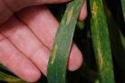 Sememoria tritici症状出现在小麦