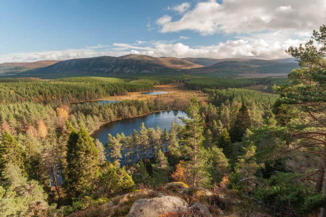 苏格兰的森林被认为是许多级别的国家的资产