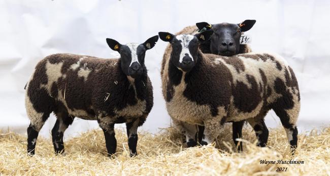 今年在卡莱尔五月的拍卖会上，一对来自尼克·布朗(Nick Brown)的Irthing Valley羊群的ET母羊以7000公斤的领先价格成交。