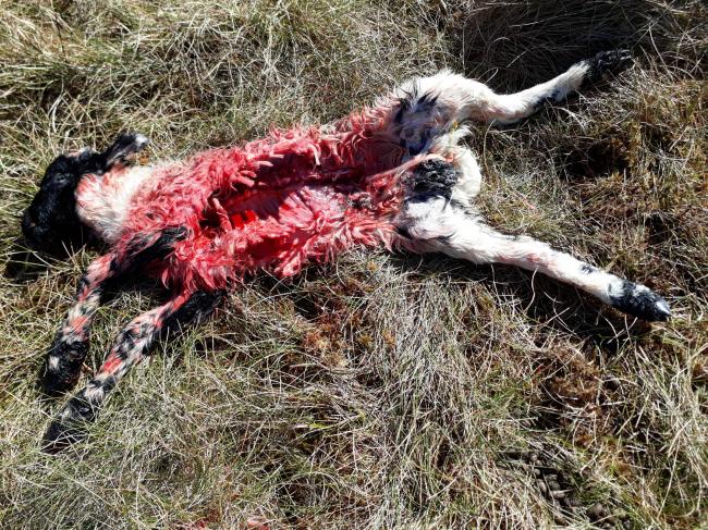 海鹰在Raasay岛上杀死的羔羊遗骸（照片：John Gillies）