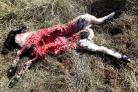 Raasay岛上被海鹰杀死的一只羔羊的遗骸(图片:约翰·吉利斯)