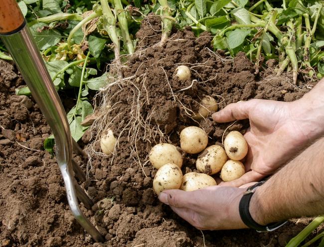 挖掘新土豆——沙拉品种Maris Peer受益于一个精心调整的肥料计划