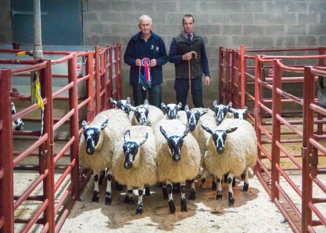 来自希尔布雷的骡子母羊羊冠军圈售价为每头240英镑