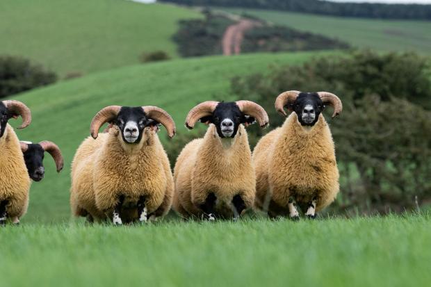 The Scottish Farmer: Three of The tup lambs that will be heading to sales in October引用:rh20092224 Rob Haining / The Scottish Farmer…