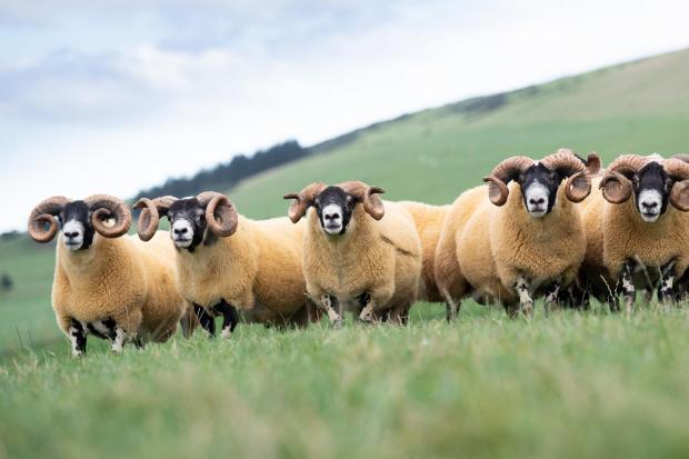 The Scottish Farmer: some of this years consignment of Blackface shearling that will be heading to sales in October Ref:RH200921017 Rob Haining / The Scottish Farmer…