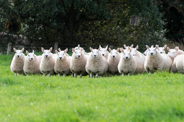 苏格兰农场主：这批漂亮的母羊羔羊将于下周前往Longtown Borders母羊拍卖会。参考：RH210927 Rob Haining/苏格兰农场主。。。